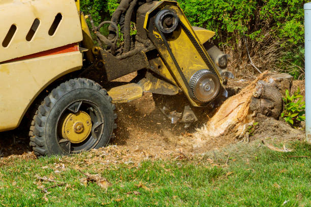 Best Storm Damage Tree Cleanup  in Kapaau, HI